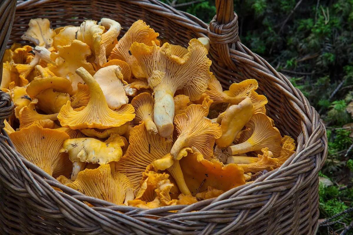 A Safe Mushroom Foraging Checklist for UK Woodlands