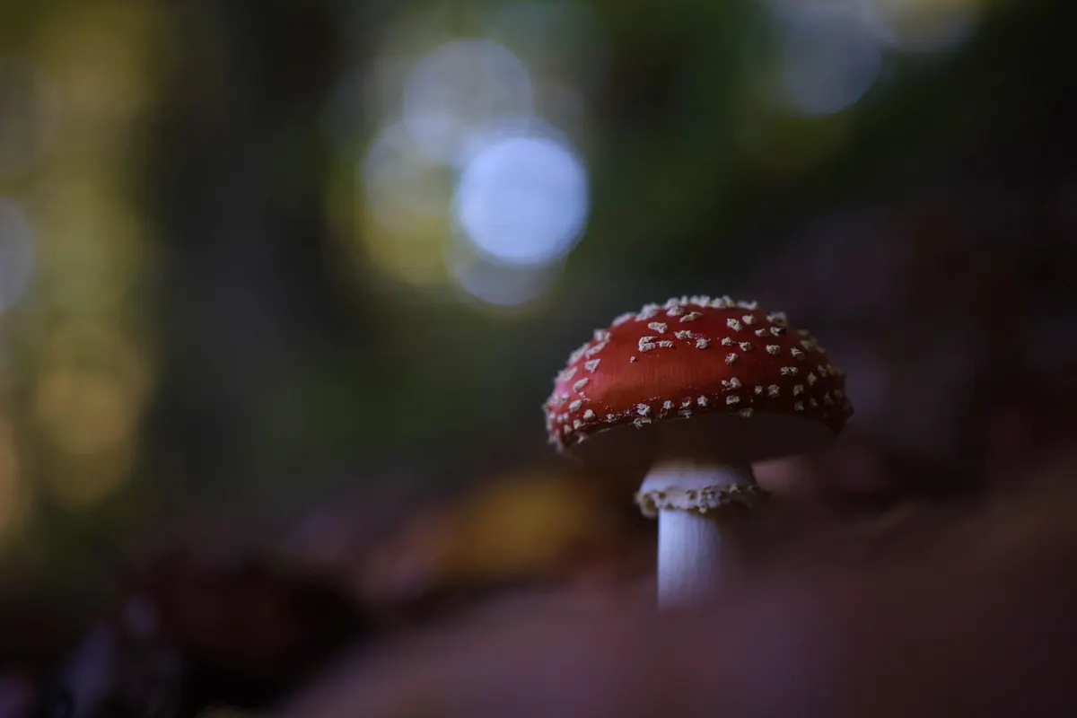 Foraging Apps vs Field Guides: Which Should Beginners Trust for Mushroom ID?
