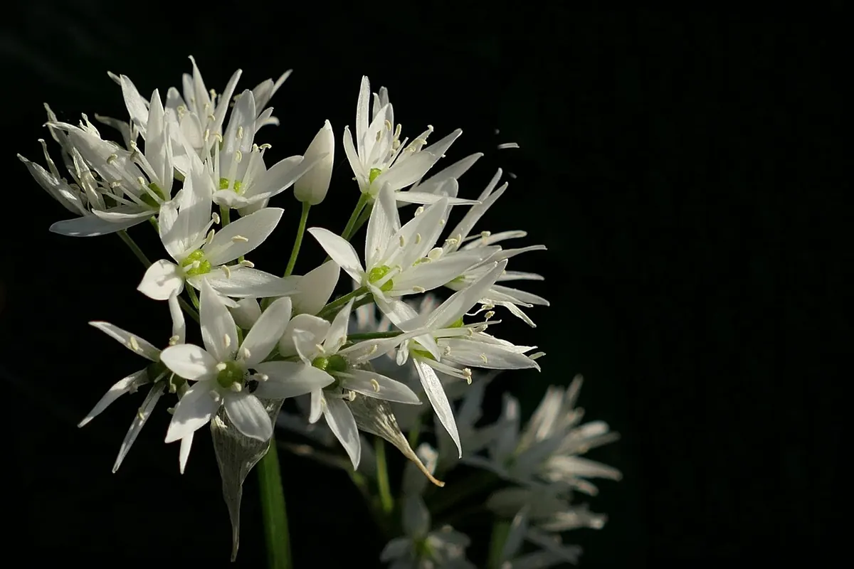 Growing Wild Edibles in a Small Kitchen Garden: Wild Garlic, Sorrel and Land Cress