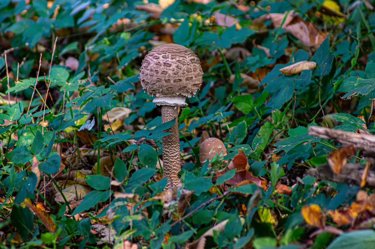 Seven Common Foraging Mistakes Beginners Make (and How to Fix Them)