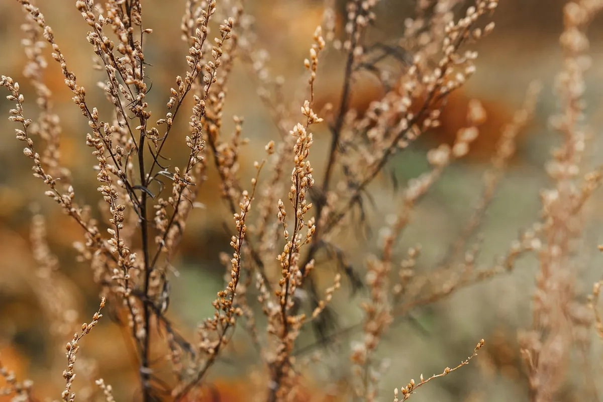 Seasonal